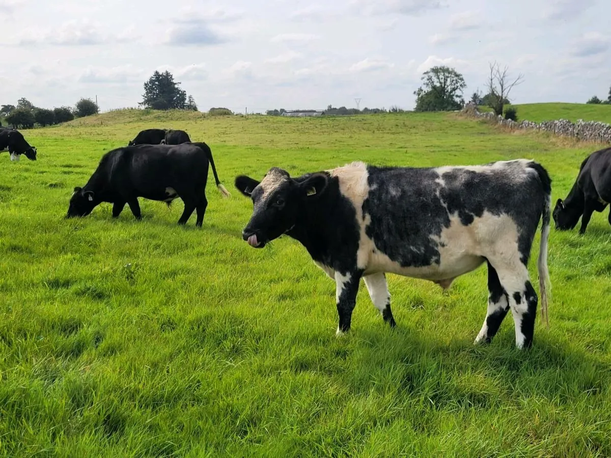 Fresian Bullocks - Image 3
