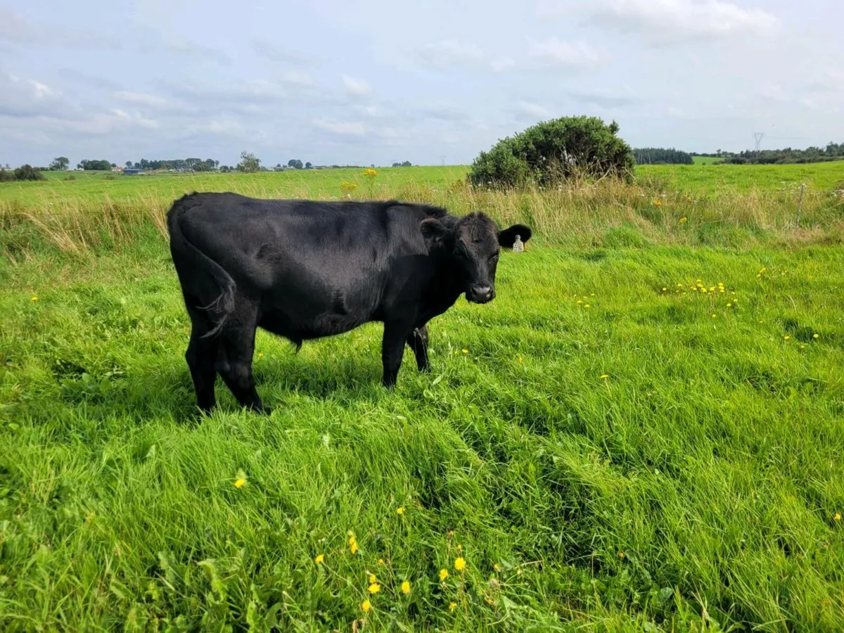 Fresian Bullocks - Image 4