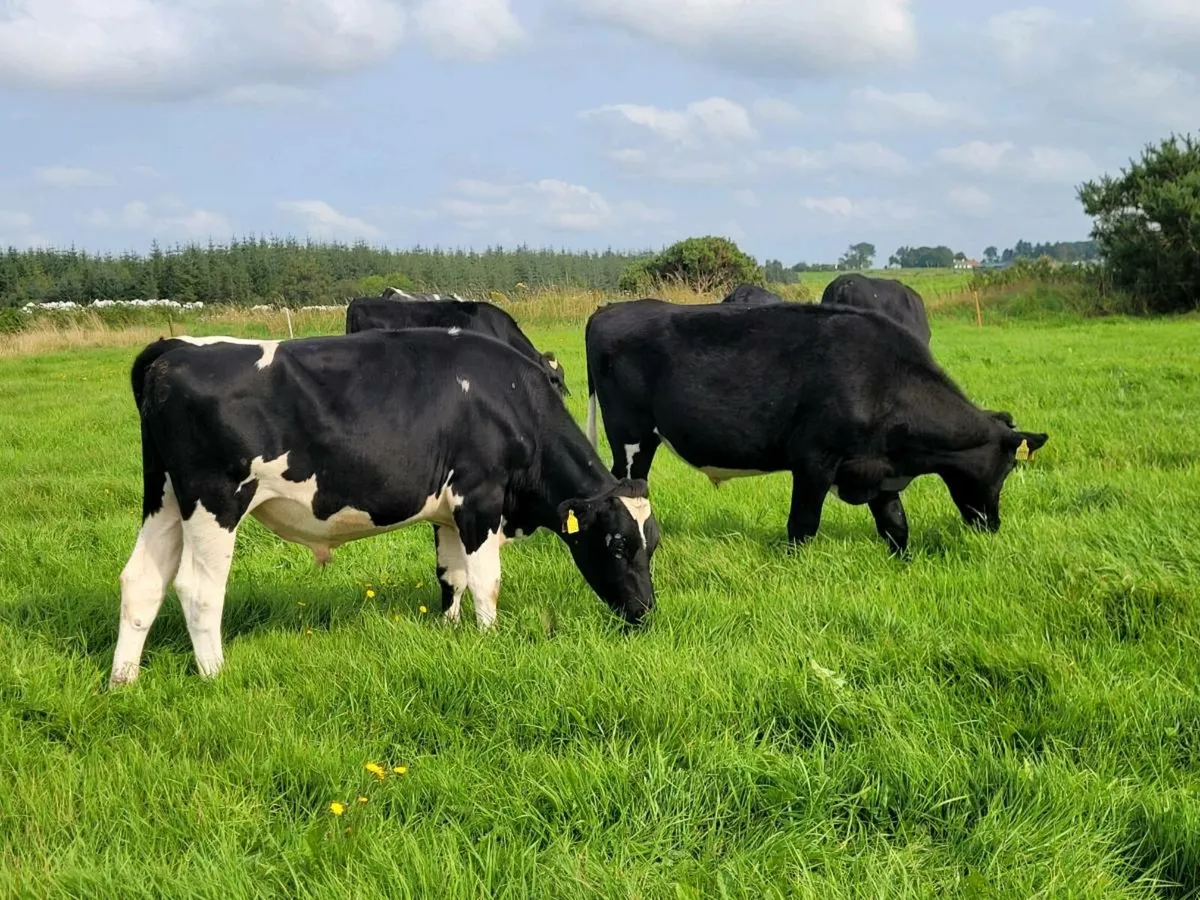 Fresian Bullocks - Image 1