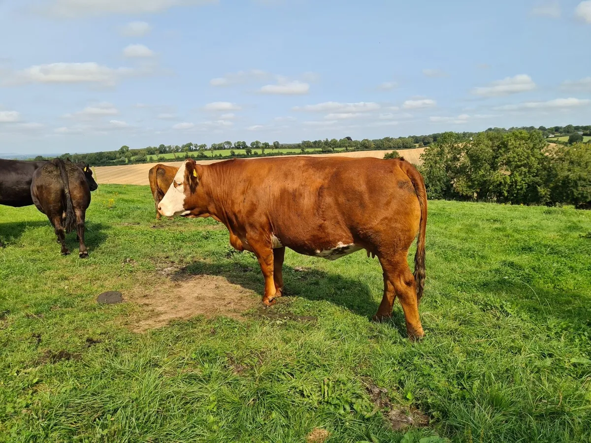 Kilcullen mart wed 20th cull cows - Image 1