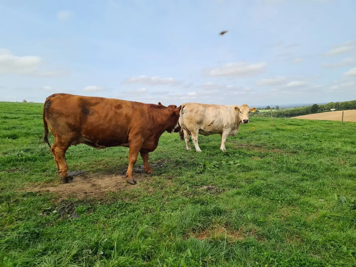 Kilcullen mart wed 20th cull cows - Image 2