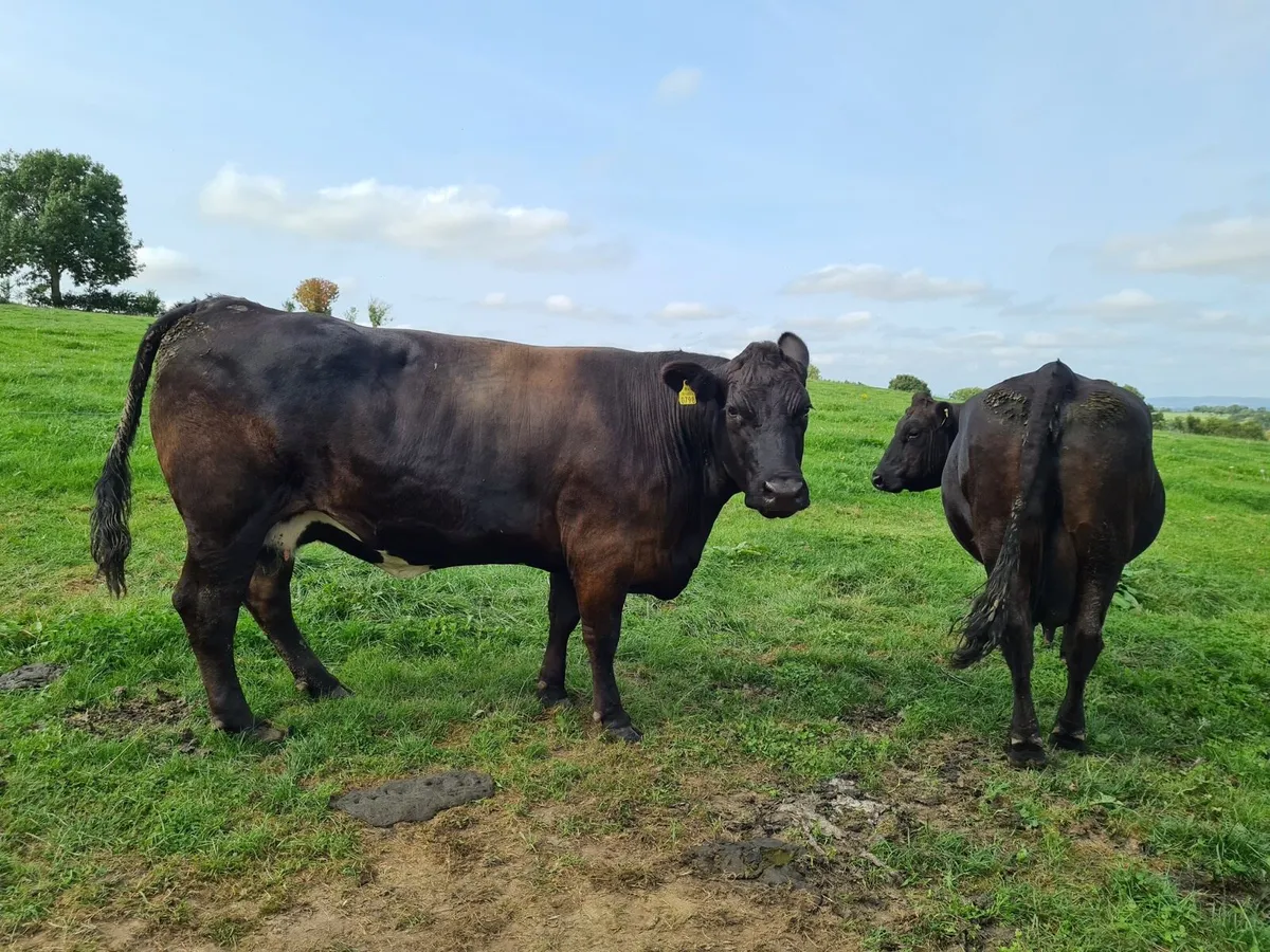 Kilcullen mart wed 20th cull cows - Image 3
