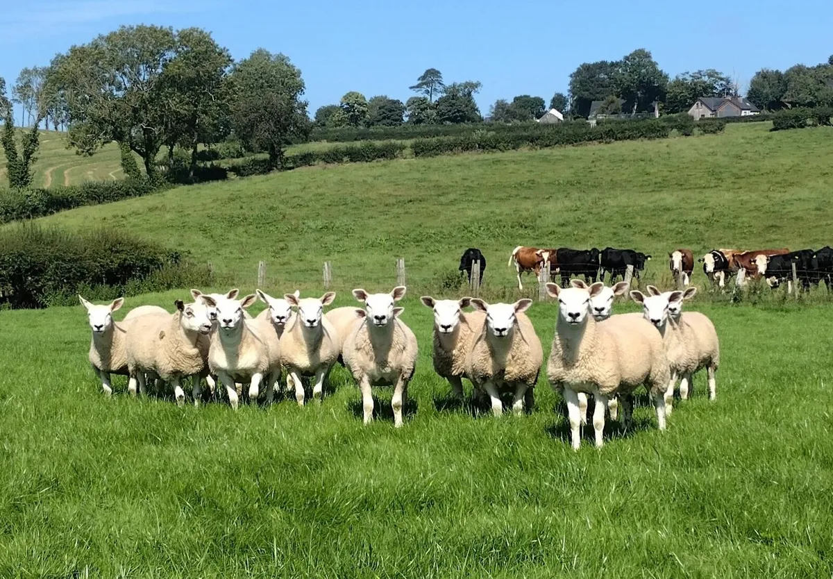 Ewe lambs - Image 3