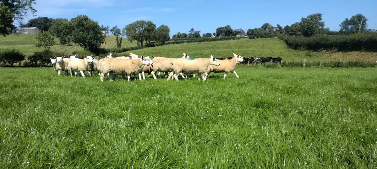 Ewe lambs - Image 4