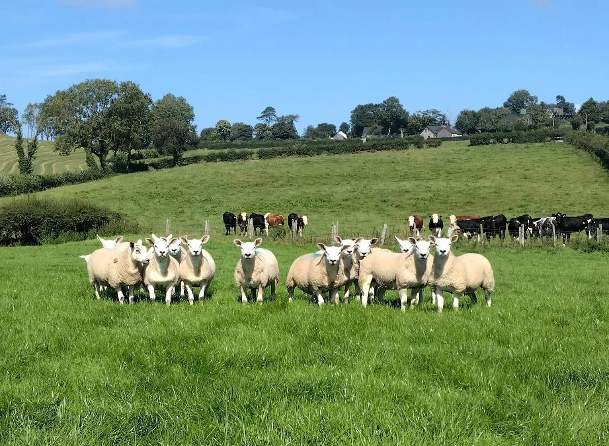Ewe lambs - Image 1