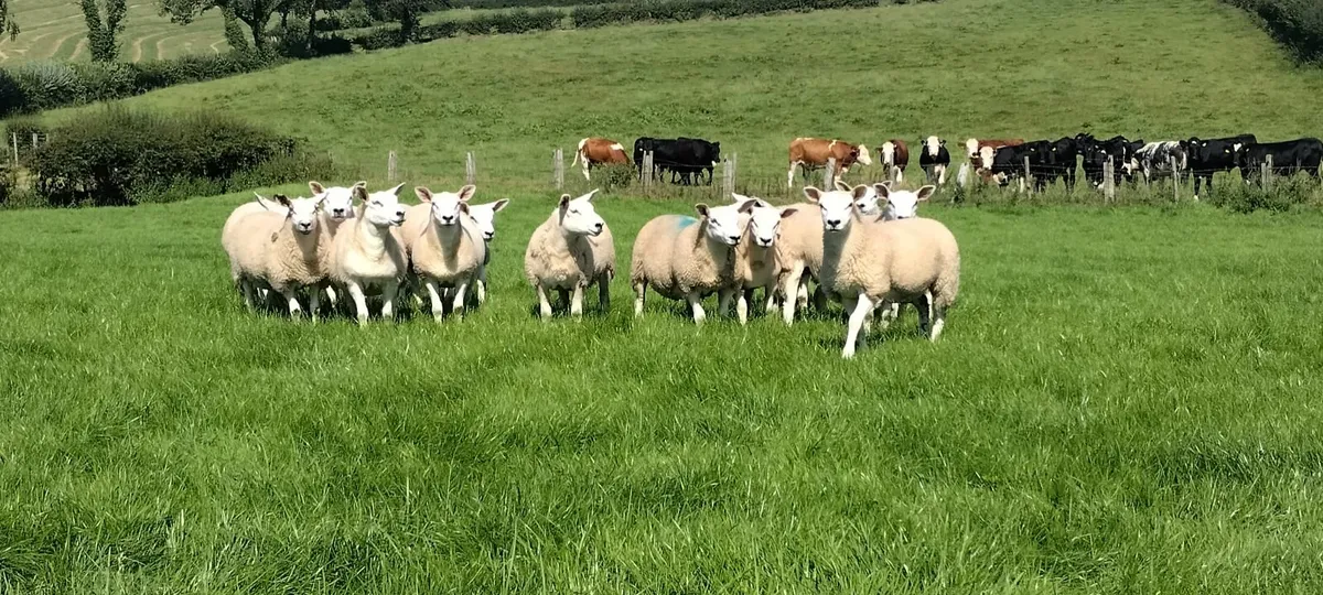 Ewe lambs - Image 2