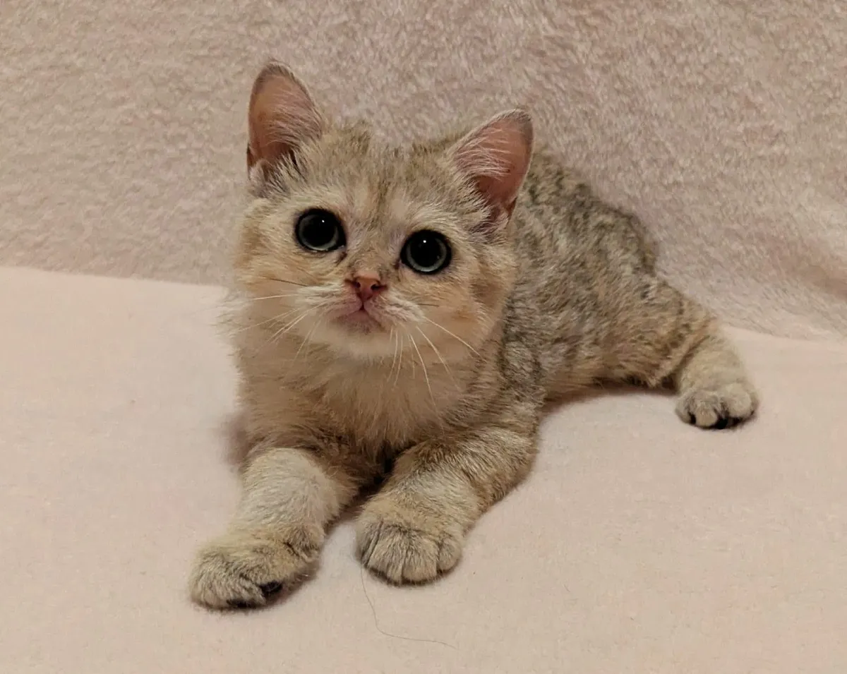 Golden Chinchilla Scottish kitten - Image 1