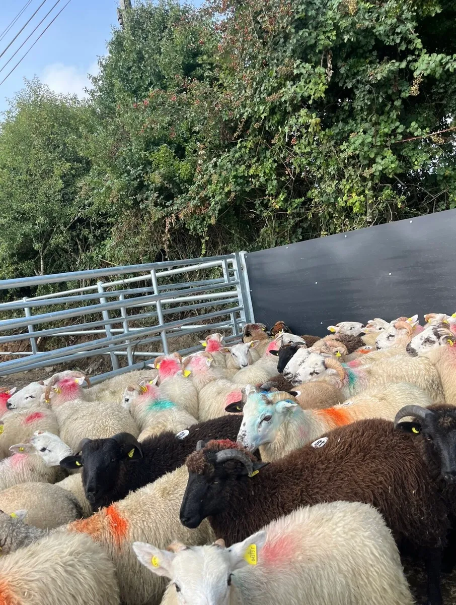70 super ram lambs for sale - Image 1