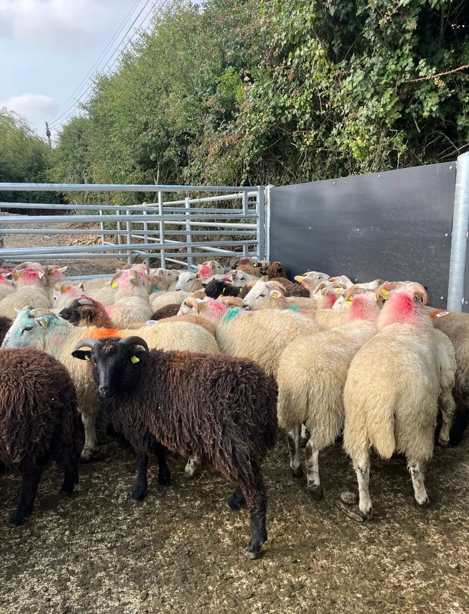 70 super ram lambs for sale - Image 2