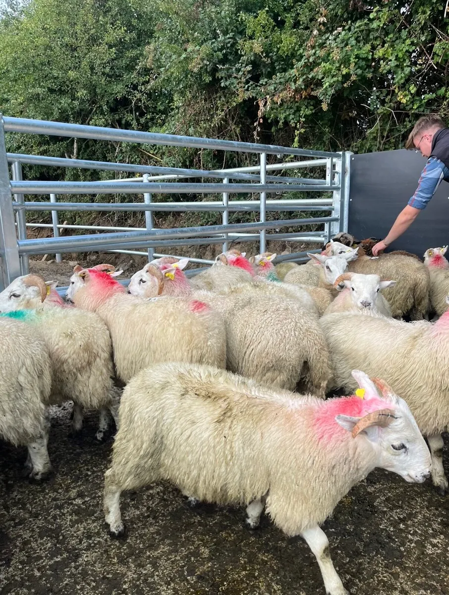 70 super ram lambs for sale - Image 3