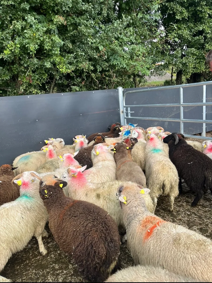 70 super ram lambs for sale - Image 4