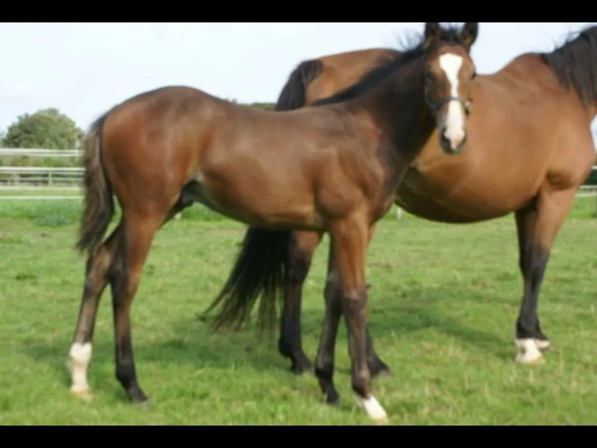 Colt foal by Fountain of Youth (TB) - Image 3