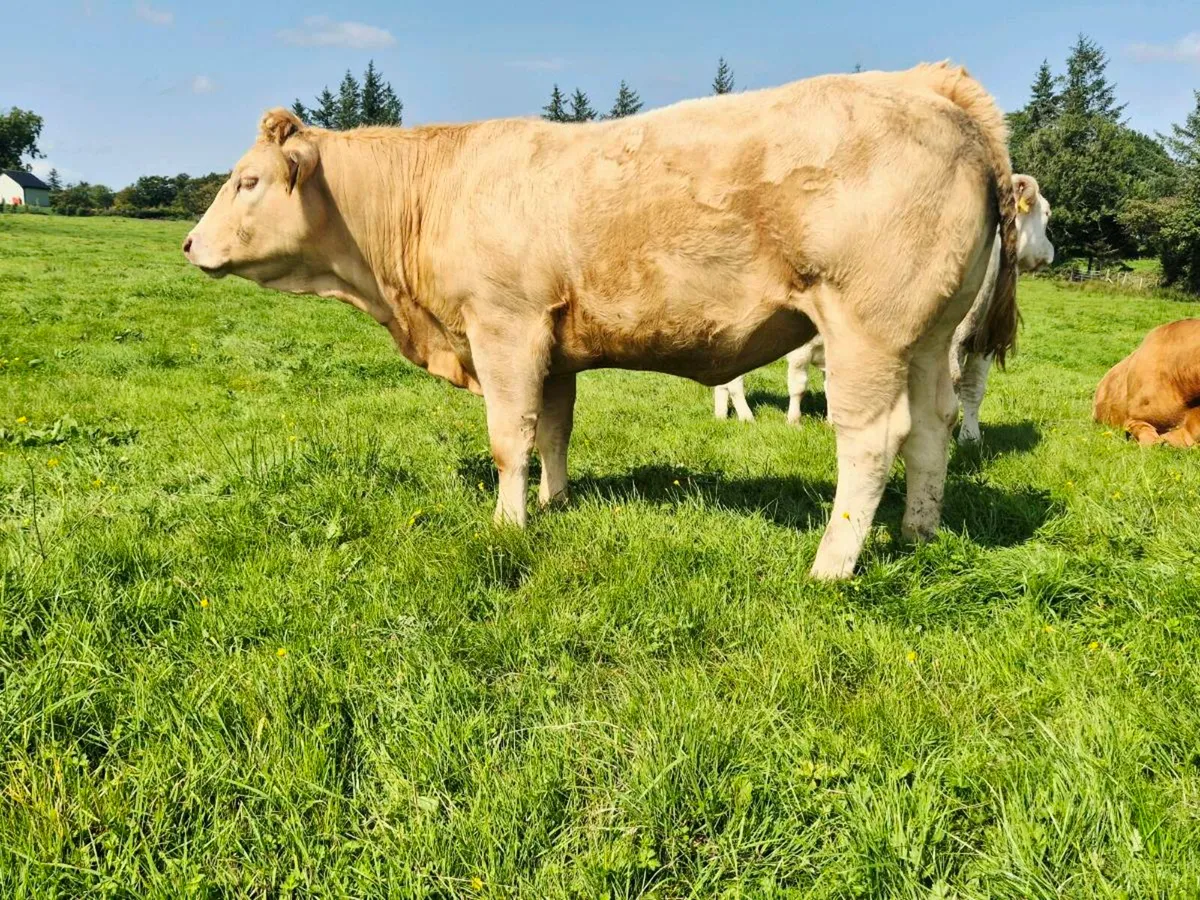 Quality Incalf Heifers - Image 1