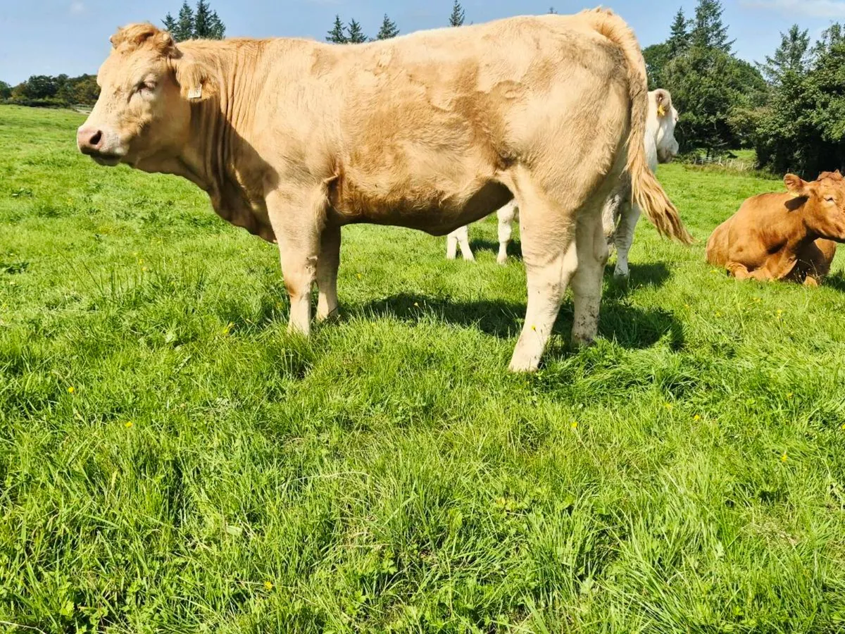Quality Incalf Heifers - Image 2