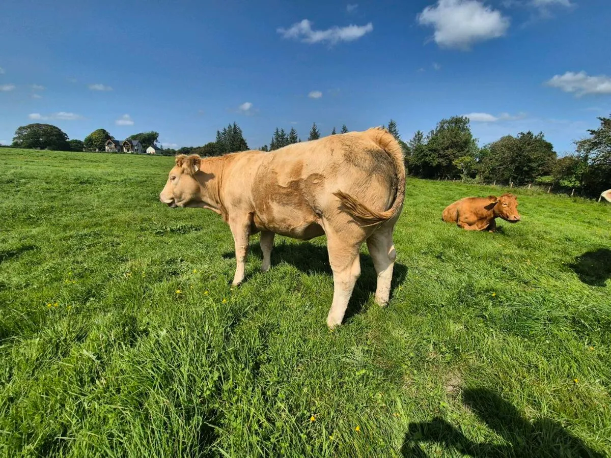 Quality Incalf Heifers - Image 3
