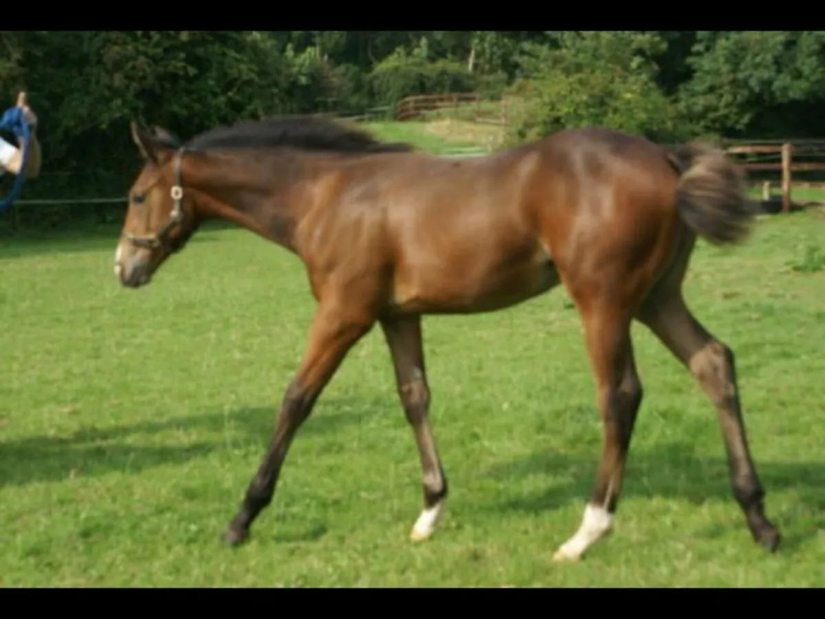 Colt foal by Fountain of Youth (TB) - Image 1