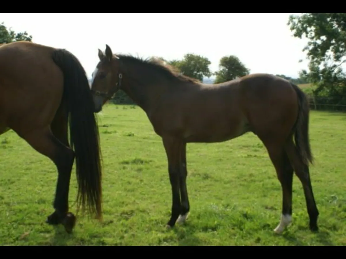Colt foal by Fountain of Youth (TB) - Image 4