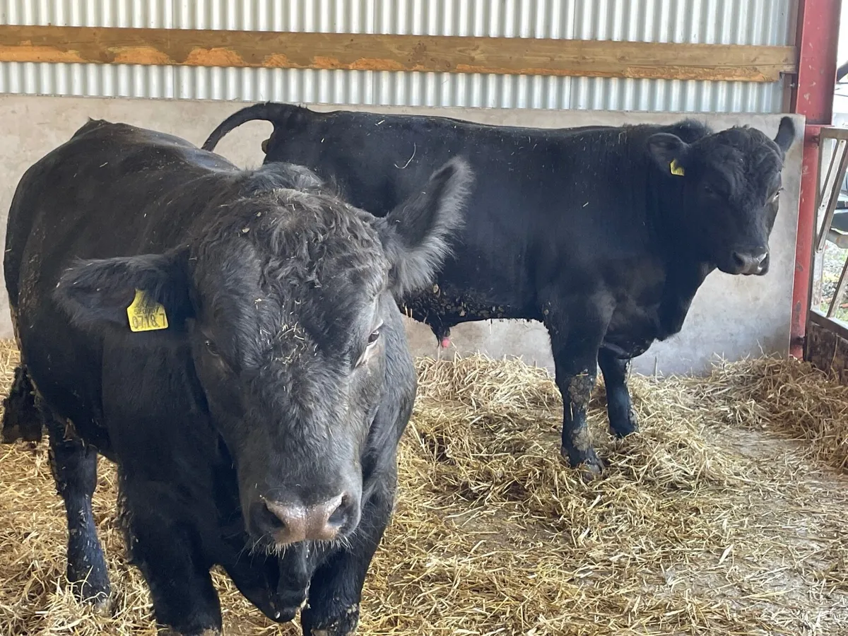 Pedigree Aberdeen Angus bulls - Image 1
