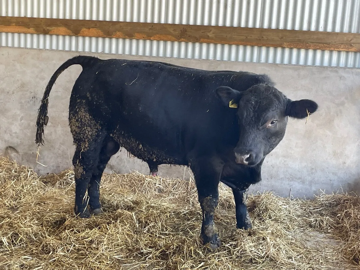 Pedigree Aberdeen Angus bulls - Image 2