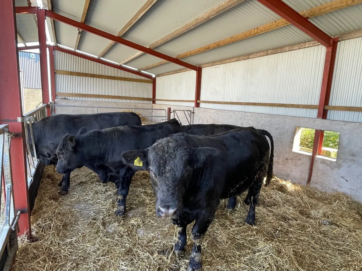 Pedigree Aberdeen Angus bulls - Image 3