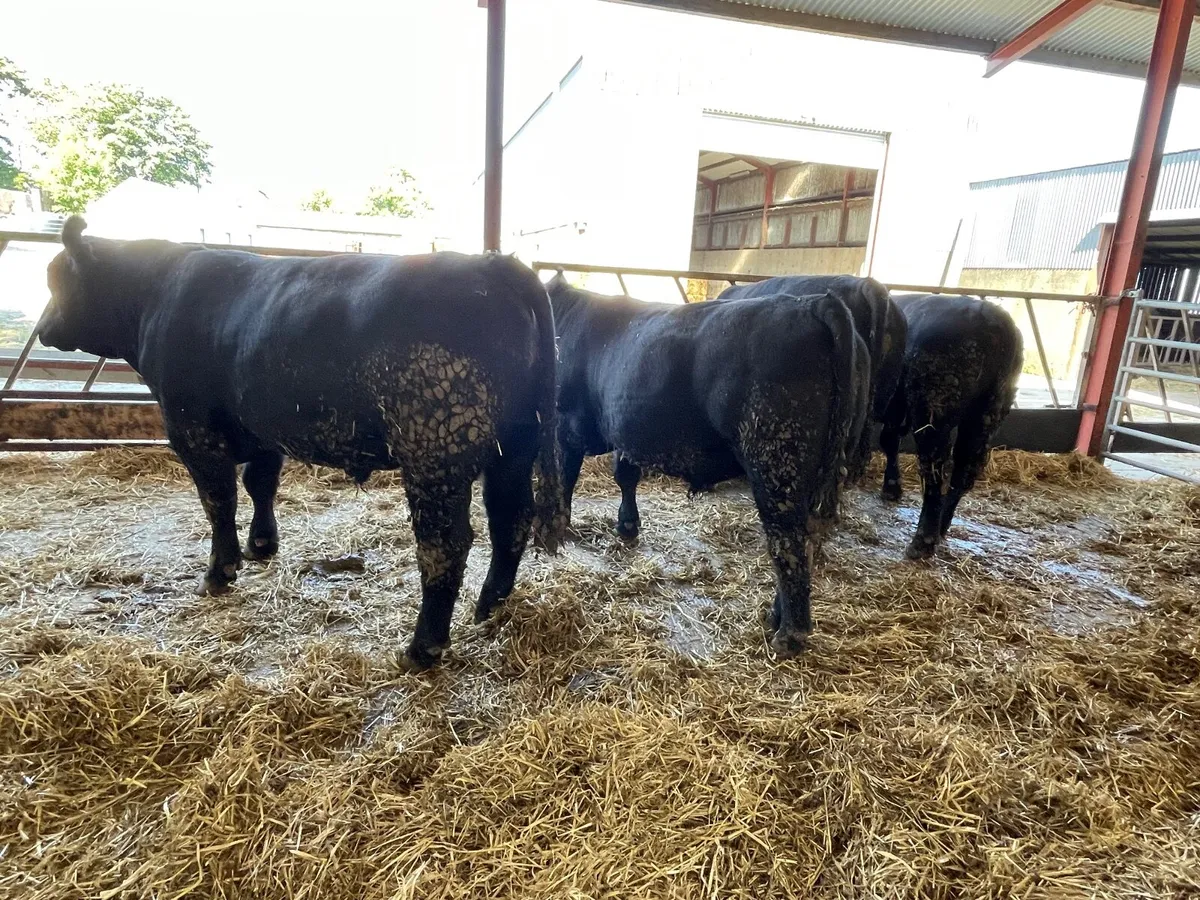 Pedigree Aberdeen Angus bulls - Image 4