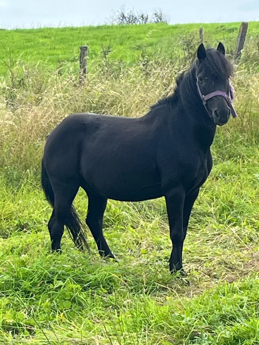 Hi Gelding for sale - Image 1