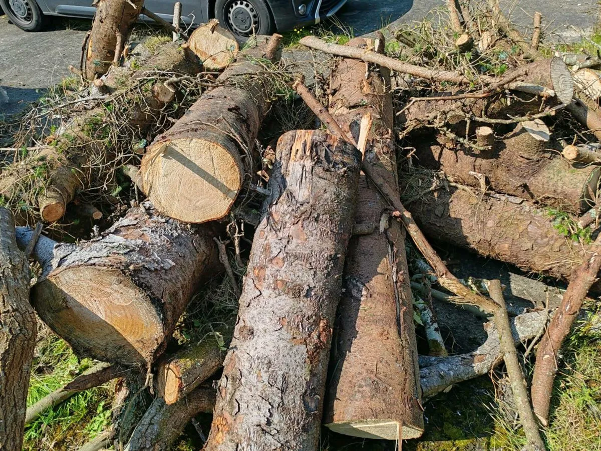 Firewood - Image 1