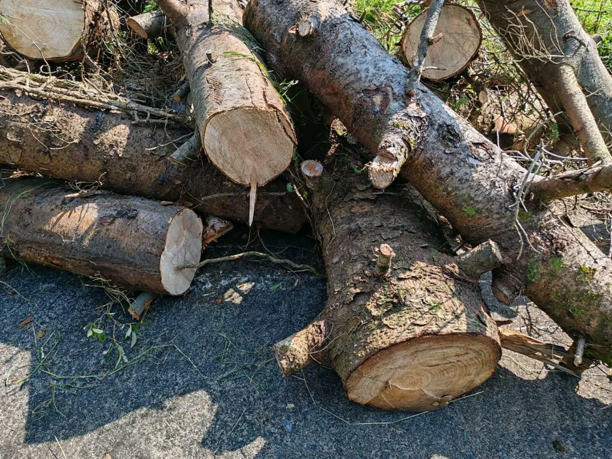 Firewood - Image 2
