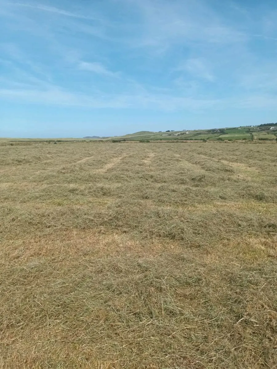 Hay