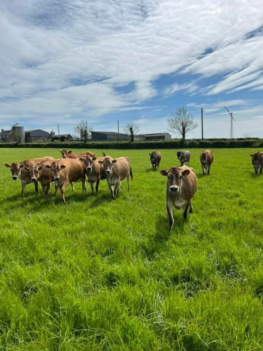 Jersey Cows/Heifers wanted - Image 1