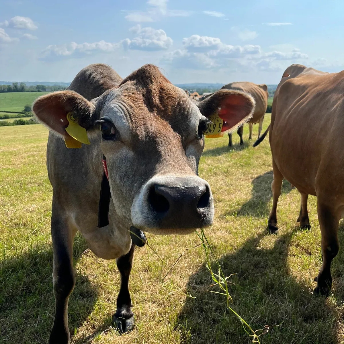 Jersey Cows/Heifers wanted - Image 2