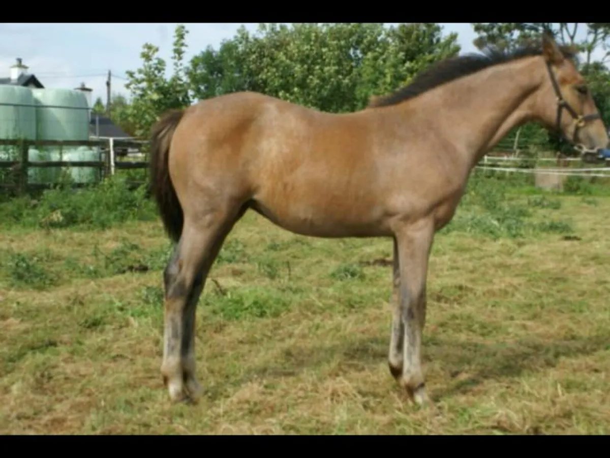 Filly foal by Ballylarkin Silver (RID) - Image 4