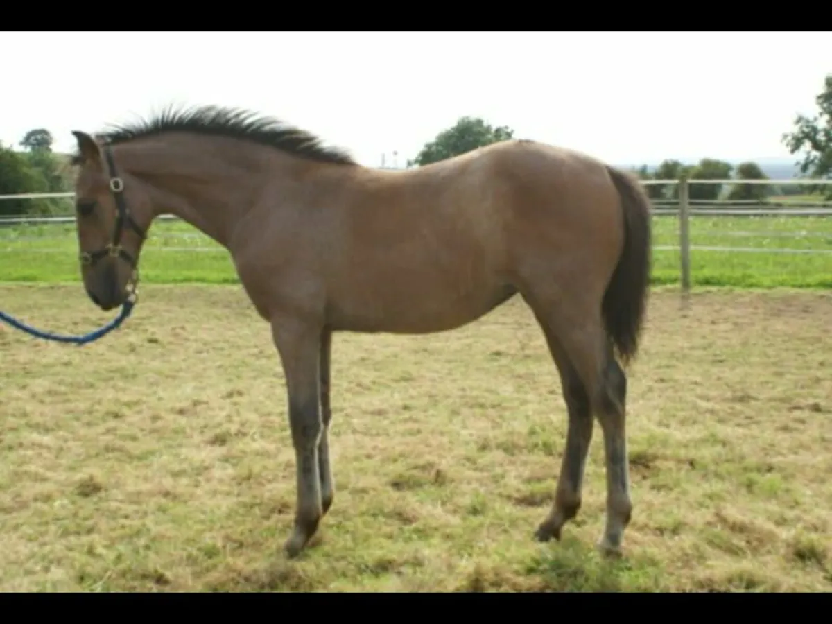 Filly foal by Ballylarkin Silver (RID) - Image 1
