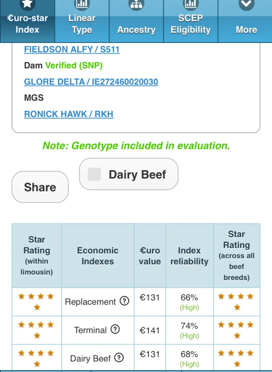 Mature Limousin Bull - Image 4