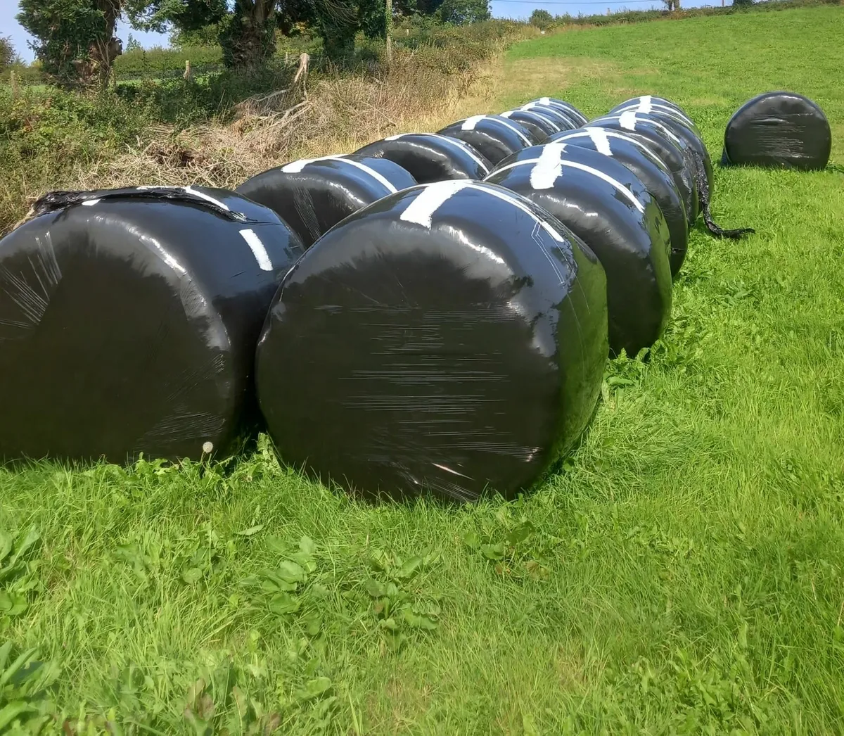 silage bales