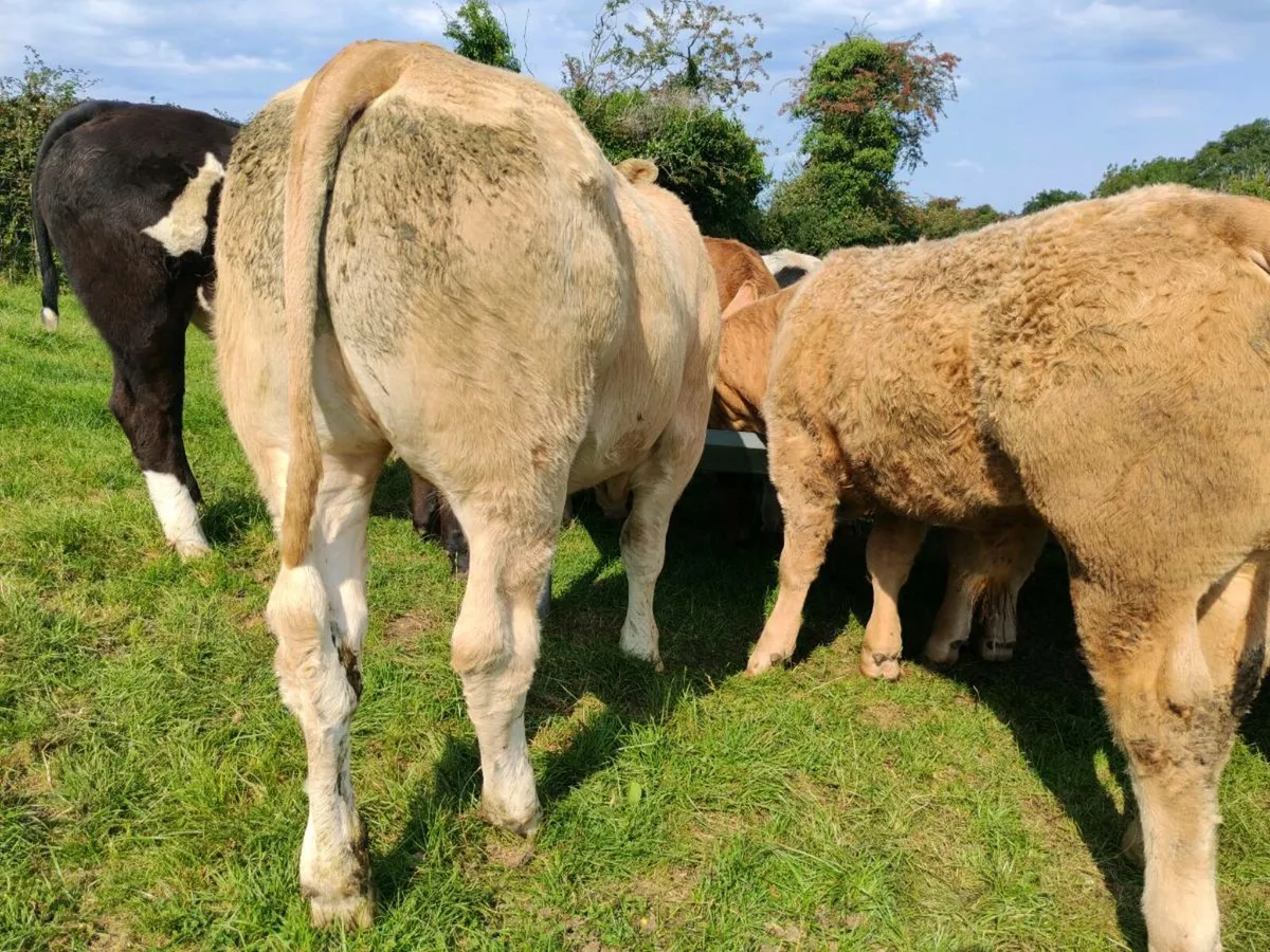 16 Super Bullock's 380 kgs - Image 3