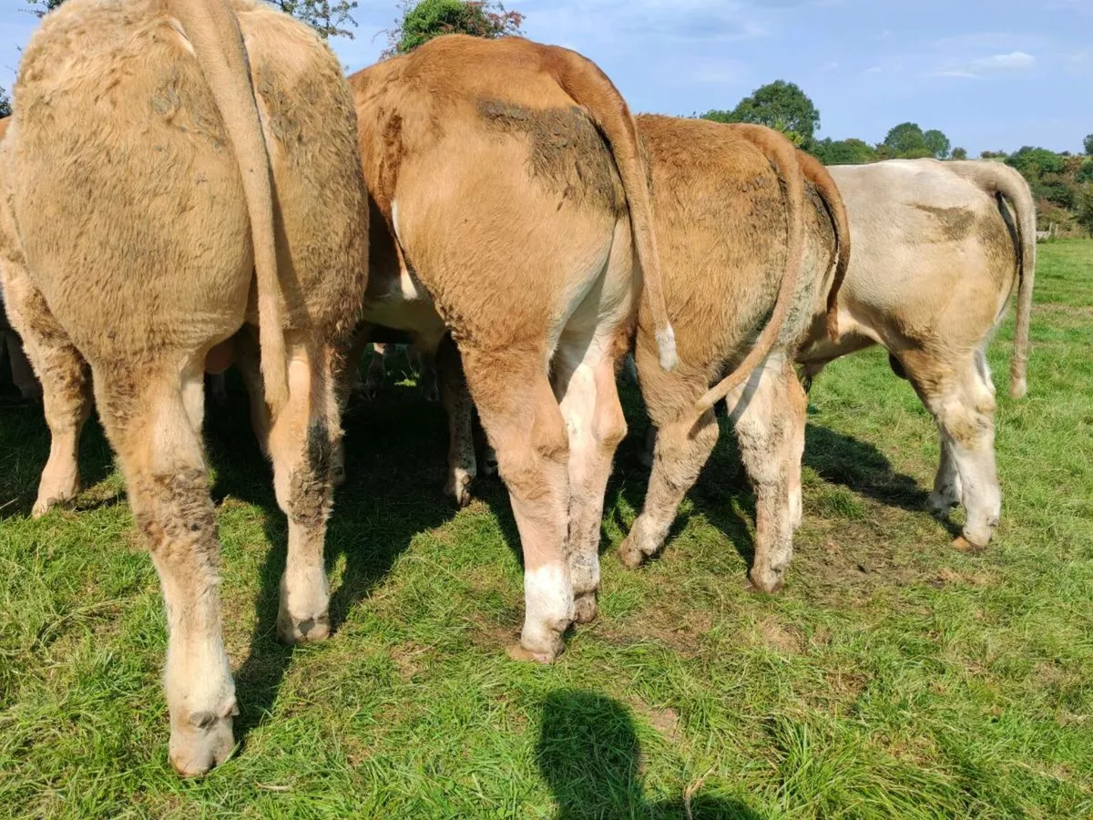16 Super Bullock's 380 kgs - Image 4