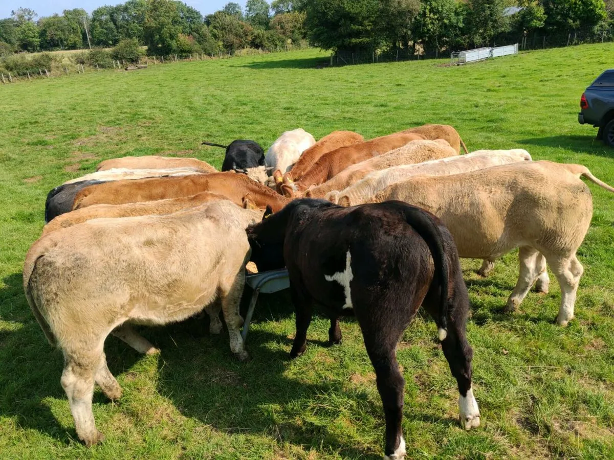 16 Super Bullock's 380 kgs - Image 1