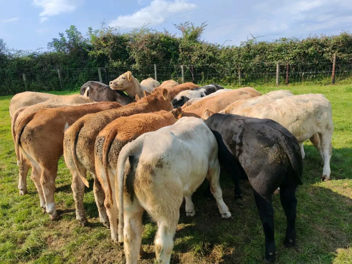 16 Super Bullock's 380 kgs - Image 2