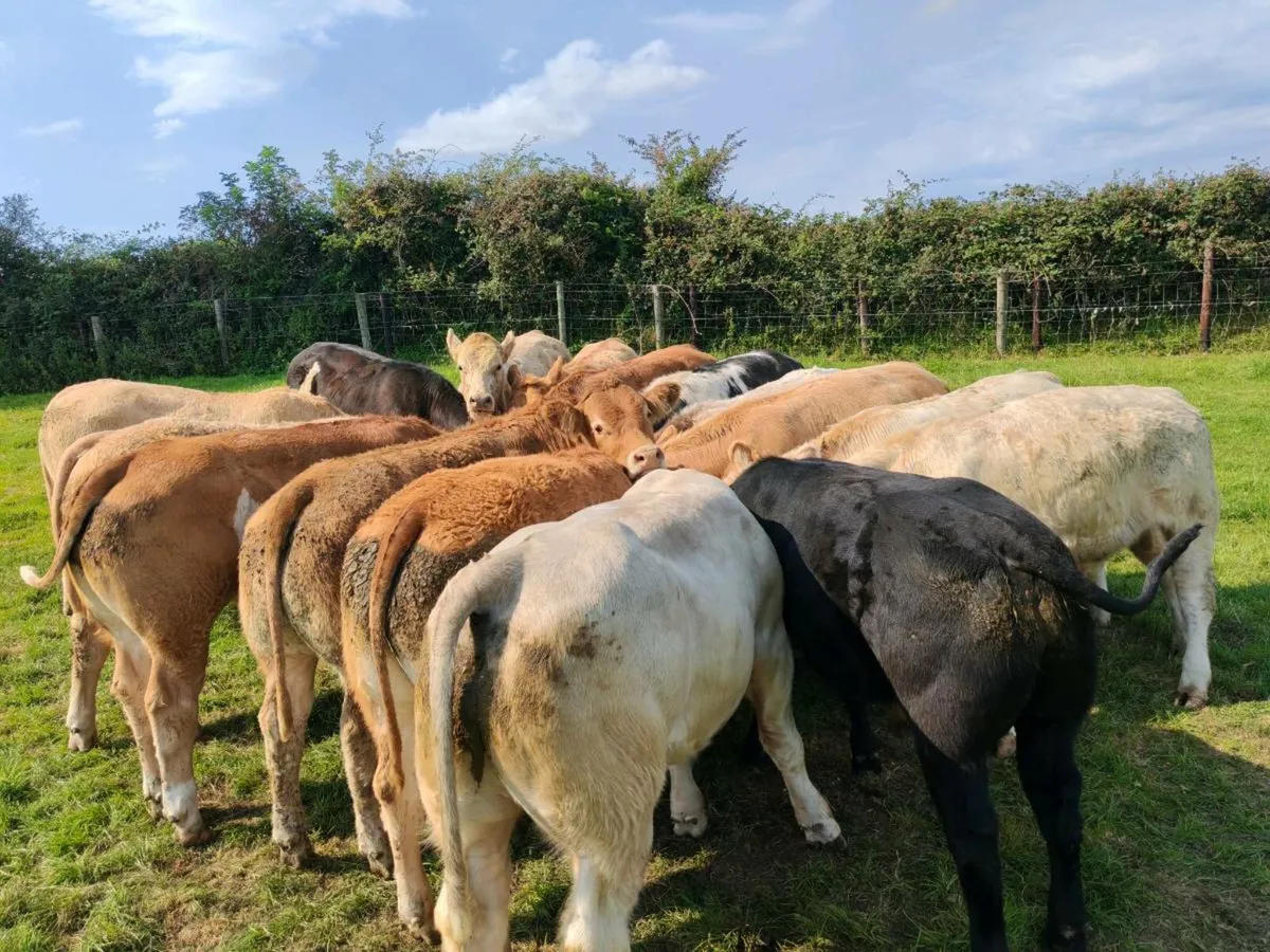 14 Super Bullock's 380 kgs - Image 1