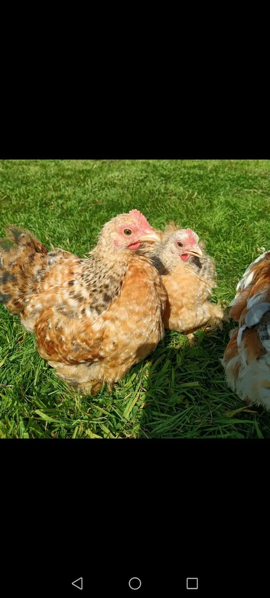 2 x Cochin Bantam roosters - 8 weeks old - Image 2