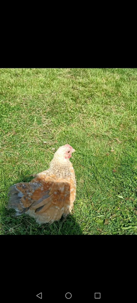 2 x Cochin Bantam roosters - 8 weeks old - Image 3