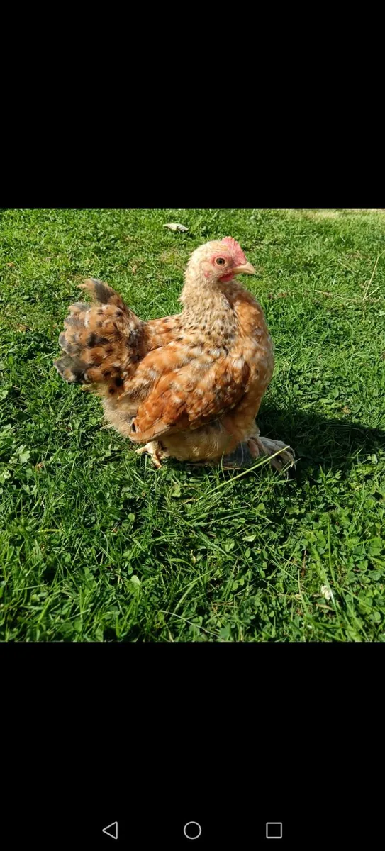 2 x Cochin Bantam roosters - 8 weeks old - Image 4