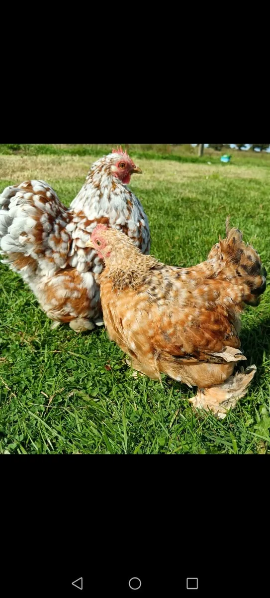 2 x Cochin Bantam roosters - 8 weeks old - Image 1