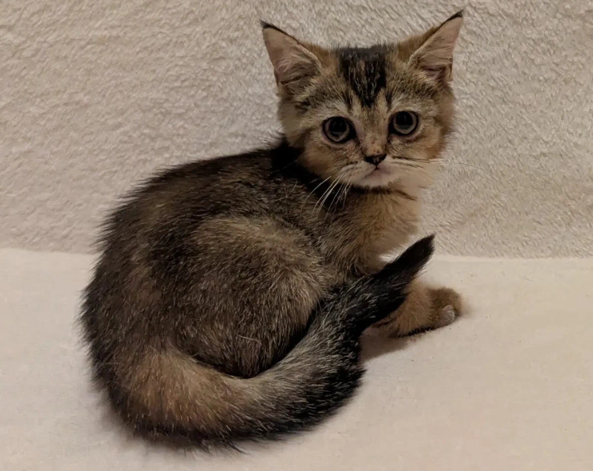 Golden Chinchilla kitten - Image 1