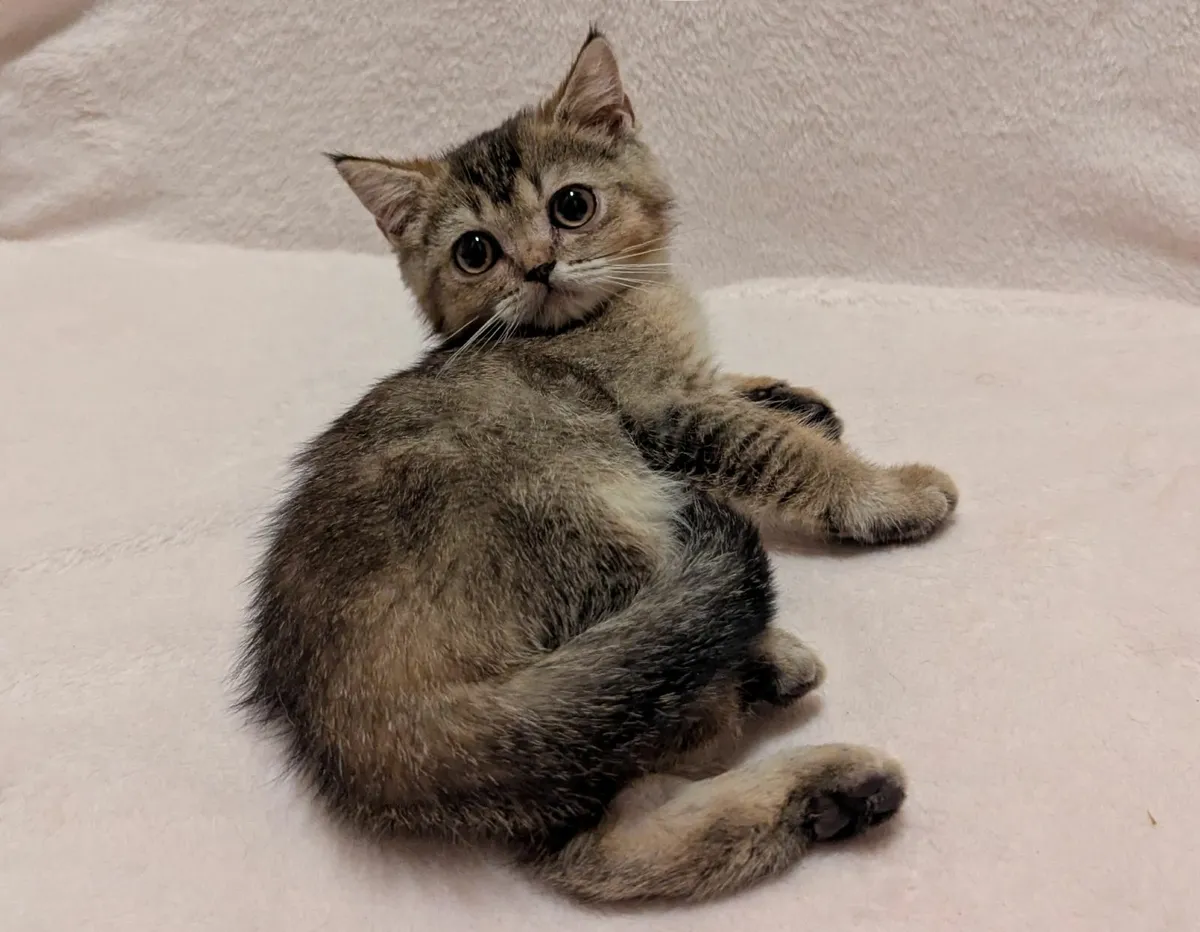 Golden Chinchilla kitten - Image 2