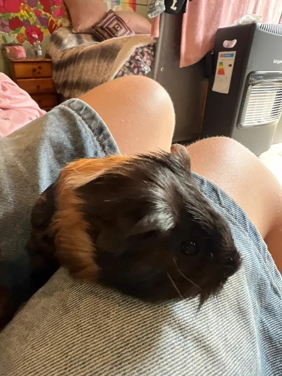 Baby guinea pigs - Image 1