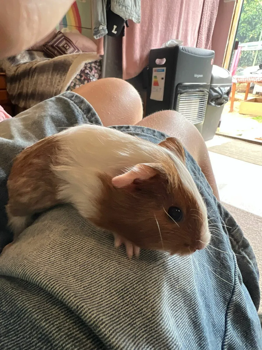 Baby guinea pigs - Image 2