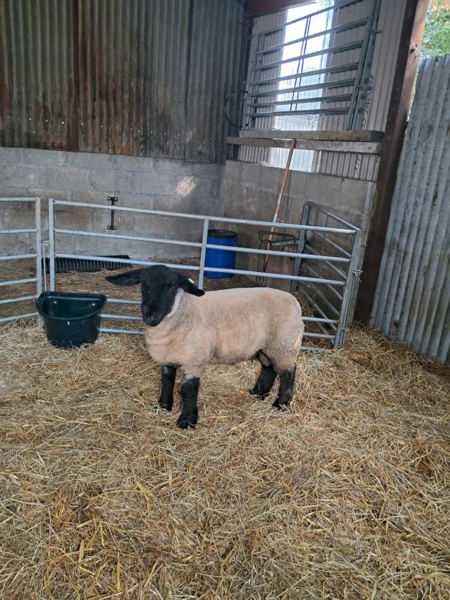 Pedigree Suffolk ram lamb - Image 1