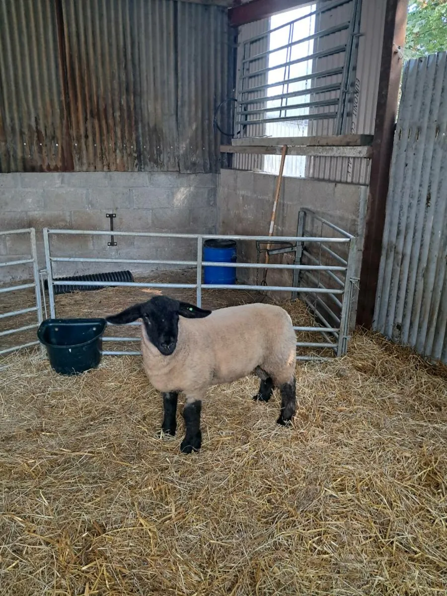 Pedigree Suffolk ram lamb - Image 2